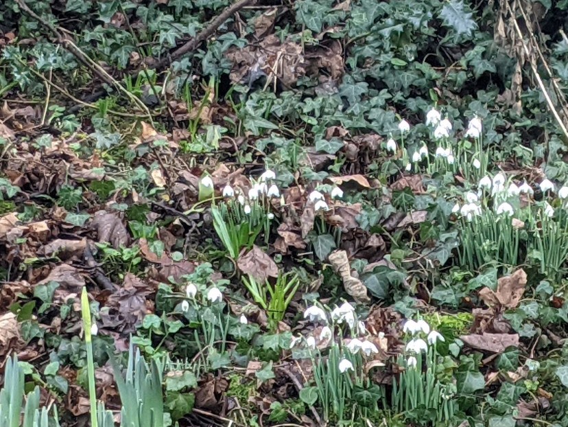 Snowdrops appearing in Mill Lane, February 3rd